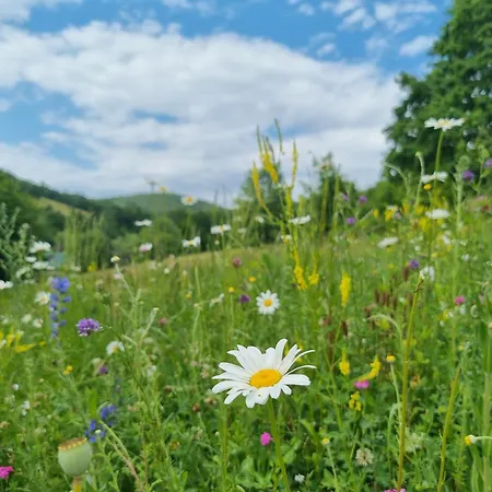 Tu W Dolinie Vakantiehuis Ropica Gorna